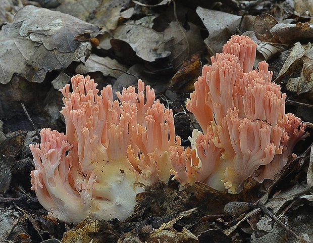 strapačka lososovoružová Ramaria subbotrytis (Coker) Corner