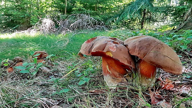 hríb zrnitohlúbikový Sutorius luridiformis (Rostk.) G. Wu & Zhu L. Yang