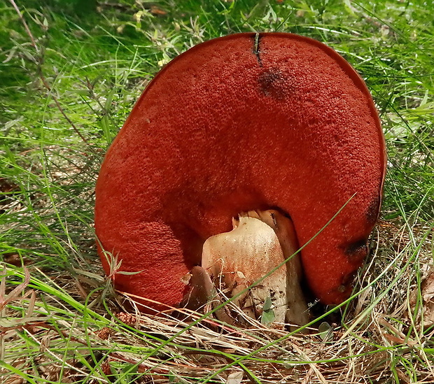 hríb zrnitohlúbikový Sutorius luridiformis (Rostk.) G. Wu & Zhu L. Yang