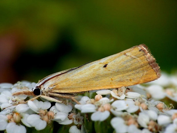 trávovec žltý (sk) / travařík (cz) Xanthocrambus saxonellus Zincken, 1821