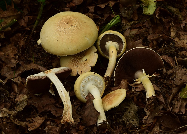 pečiarka  Agaricus sp.