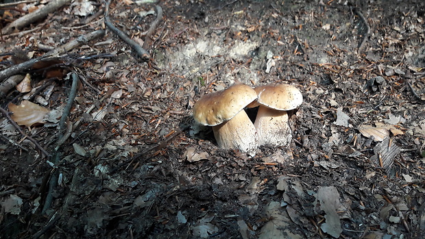 hríb smrekový Boletus edulis Bull.