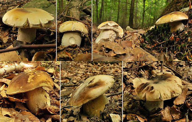 hríb dubový Boletus reticulatus Schaeff.