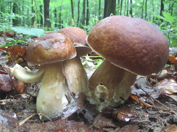 hríb dubový Boletus reticulatus Schaeff.