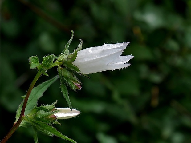 zvonček pŕhľavolistý Campanula trachelium L.