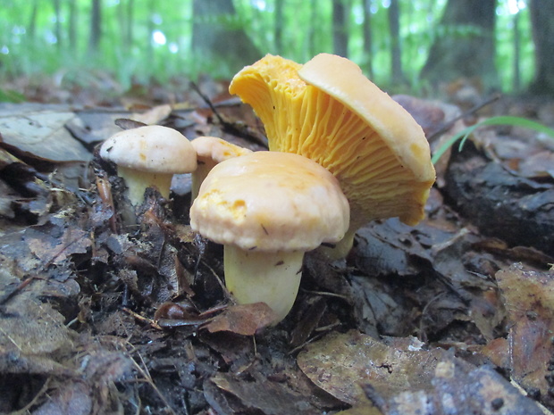 kuriatko Cantharellus sp.