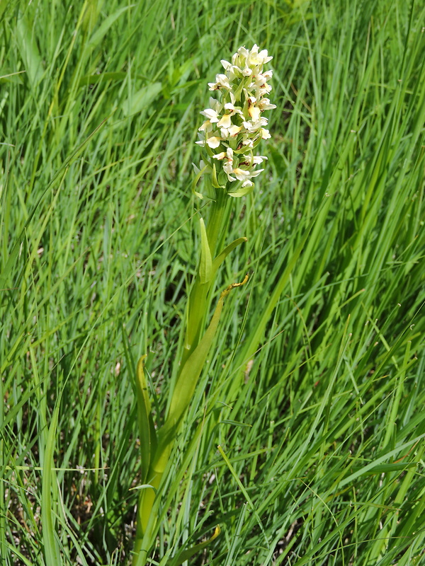 vstavačovec bledožltý Dactylorhiza ochroleuca (Wustnei ex Boll) Holub