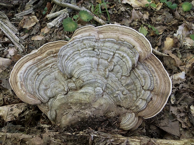 lesklokôrovka plochá Ganoderma applanatum (Pers.) Pat.