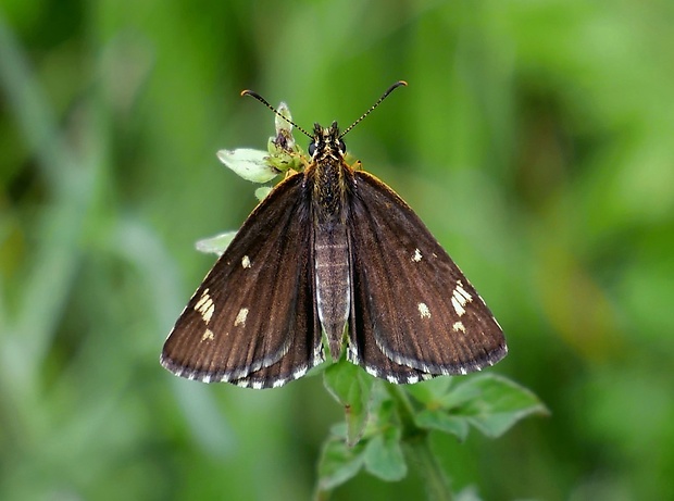 súmračník čiernohnedý (sk) / soumračník černohnědý (cz) Heteropterus morpheus Pallas, 1771