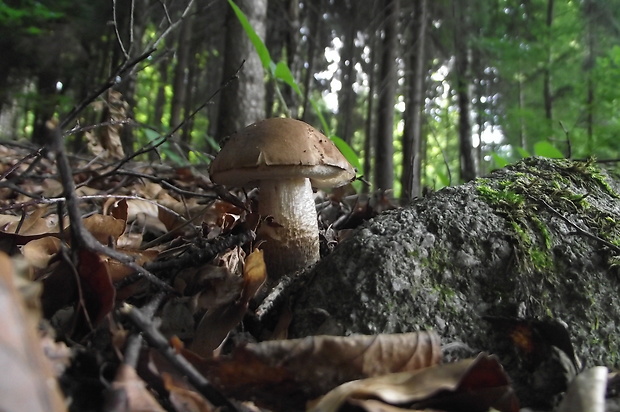 kozák brezový Leccinum scabrum (Bull.) Gray