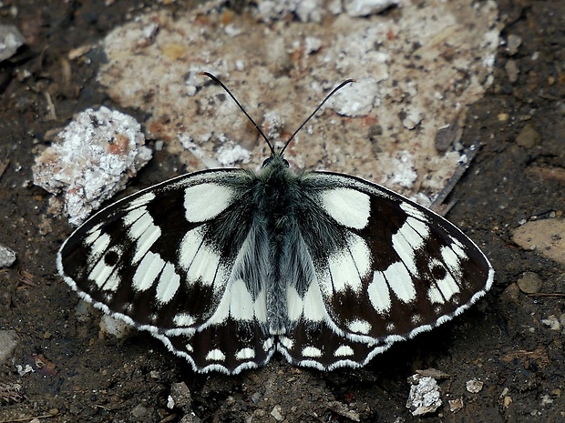 očkáň timotejkový (sk) / okáč bojínkový (cz) Melanargia galathea Linnaeus, 1758