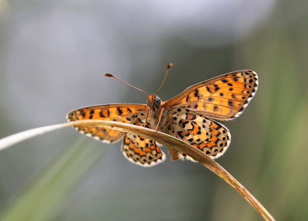 hnedáčik divozelový  Melitaea trivia