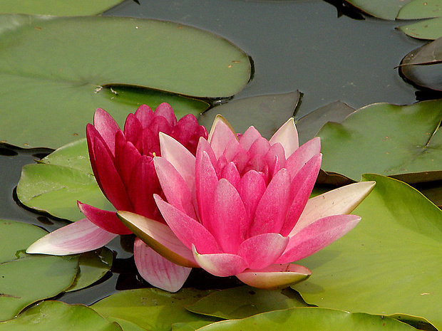 lekno Nymphaea sp.