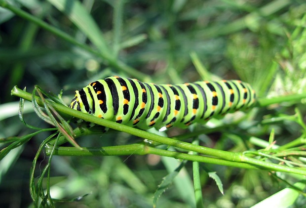 vidlochvost feniklový Papilio machaon L., 1758