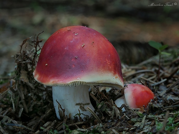 plávka škodlivá Russula cf. emetica (Schaeff.) Pers.