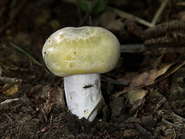 plávka zelenkastá Russula virescens (Schaeff.) Fr.