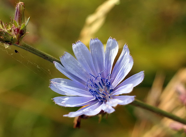 čakanka obyčajná Cichorium intybus L.