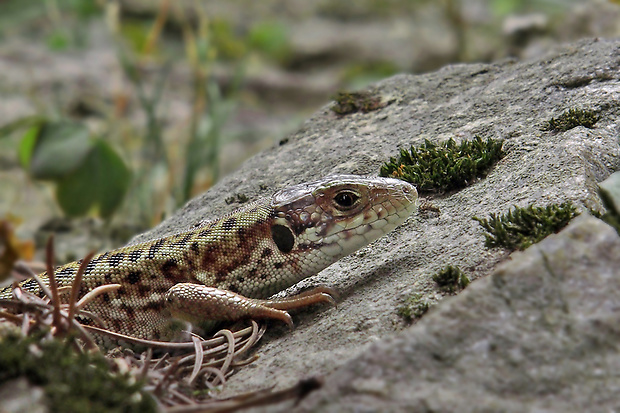 jašterica zelená Lacerta viridis  Linnaeus, 1758