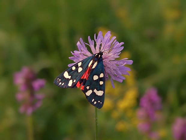 spriadač hluchavkový  Callimorpha dominula