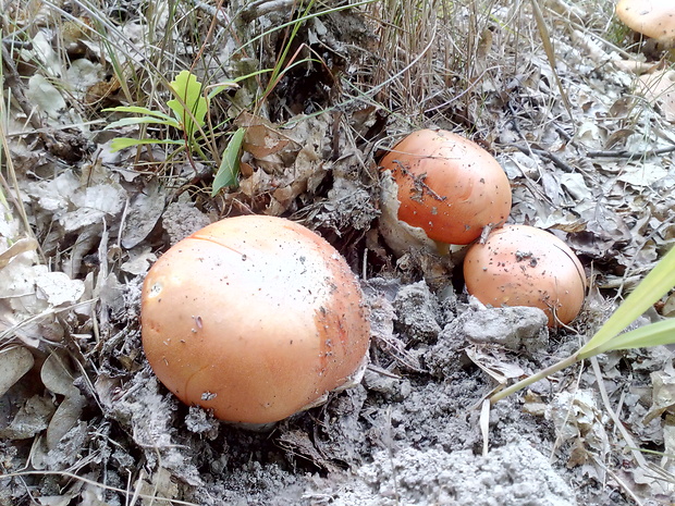 muchotrávka cisárska Amanita caesarea (Scop.) Pers.