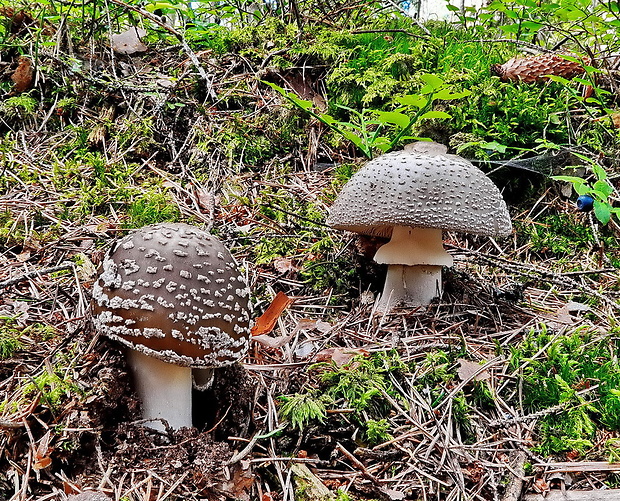 muchotrávka Amanita sp.