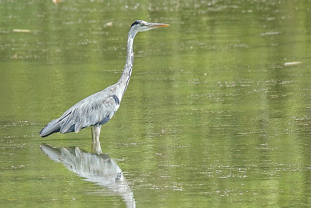 volavka popolavá  Ardea cinerea