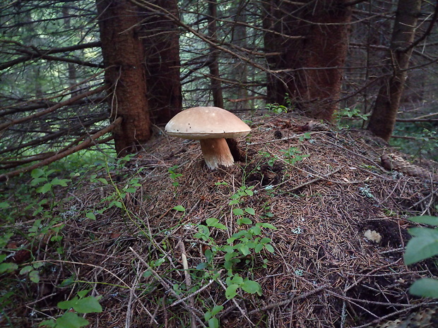 hríb smrekový Boletus edulis Bull.