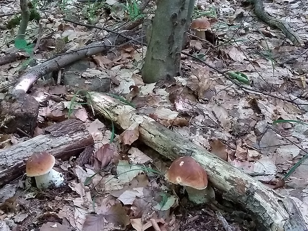 hríb smrekový Boletus edulis Bull.