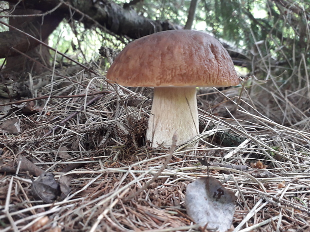 hríb smrekový Boletus edulis Bull.