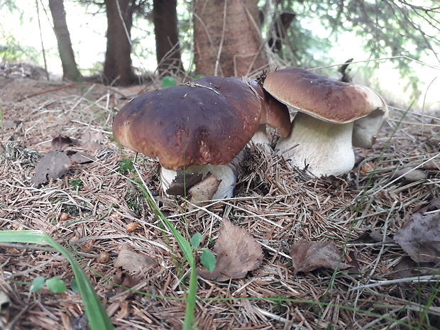 hríb smrekový Boletus edulis Bull.