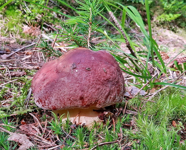 hríb sosnový Boletus pinophilus Pil. et Dermek in Pil.