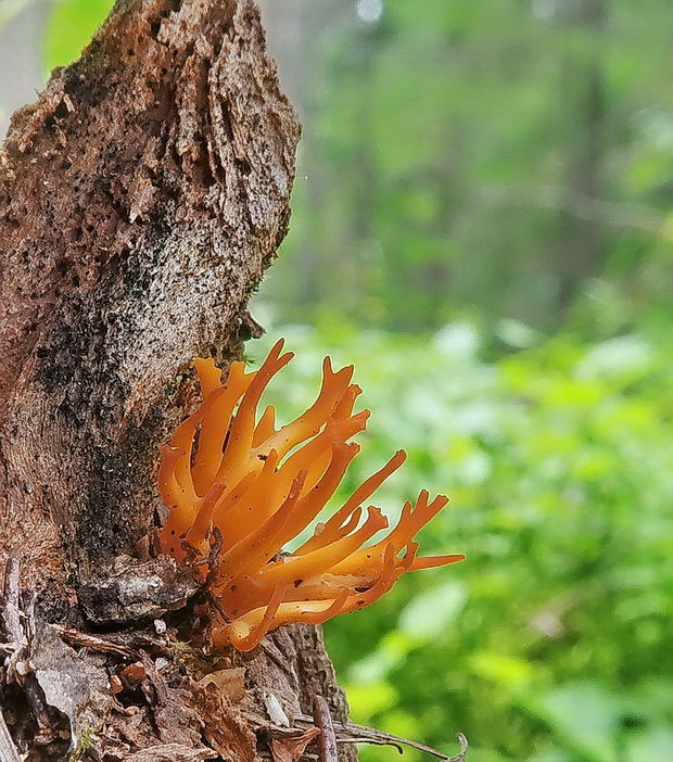 parôžkovec lepkavý Calocera viscosa (Pers.) Fr.