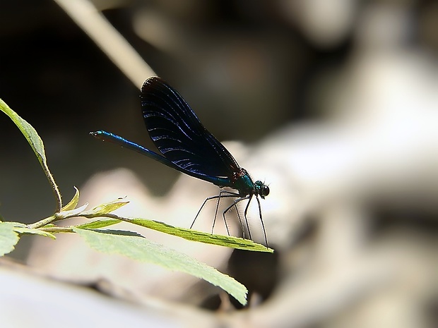 hadovka obyčajná Calopteryx virgo