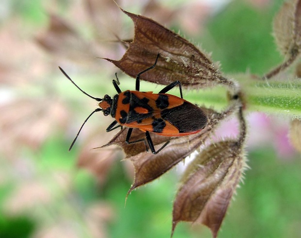 obrubnica červená Corizus hyosciami L., 1758