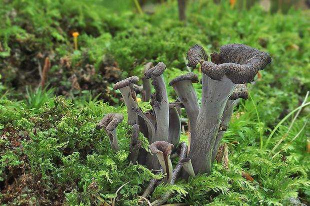 lievik trúbkovitý Craterellus cornucopioides (L.) Pers.