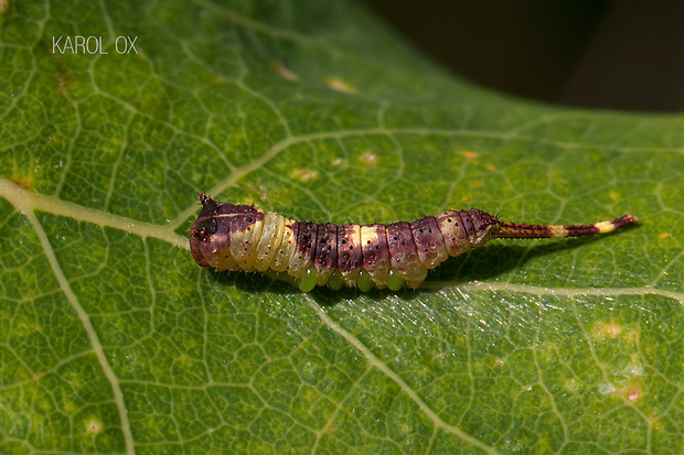 hranostajník osikový Furcula bifida