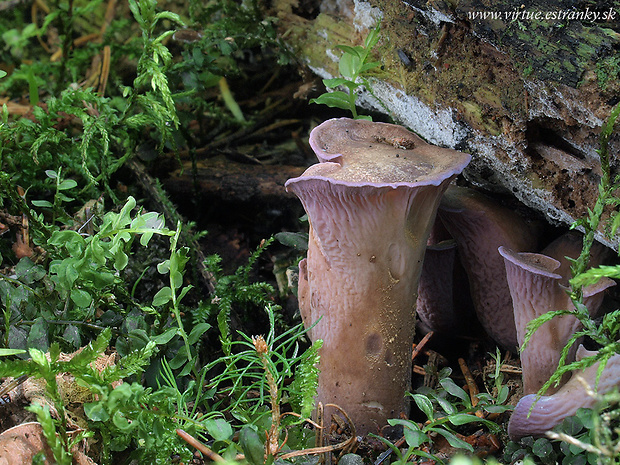 lievikovec kyjakovitý Gomphus clavatus (Pers.) Gray