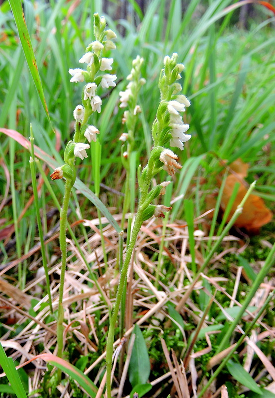 smrečinovec plazivý Goodyera repens (L.) R. Br.