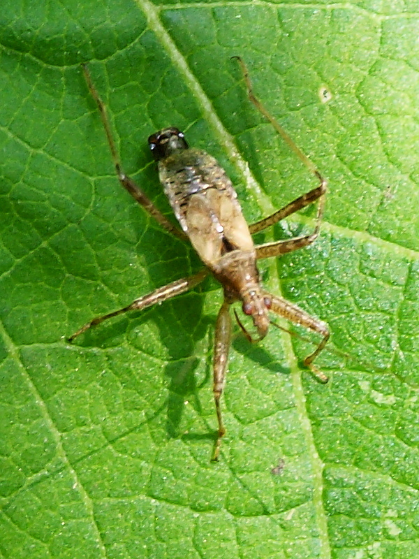 dravček  Himacerus apterus