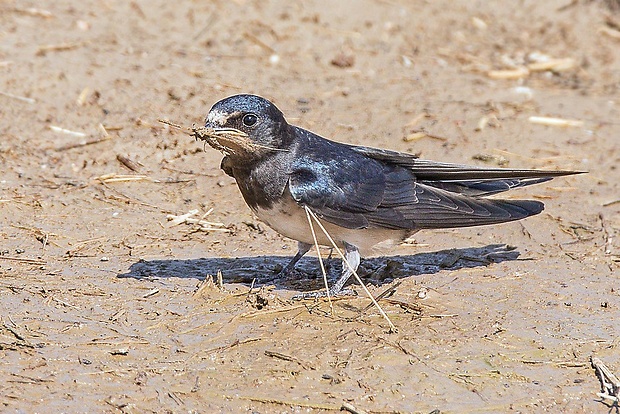 lastovička obyčajná  Hirundo rustica