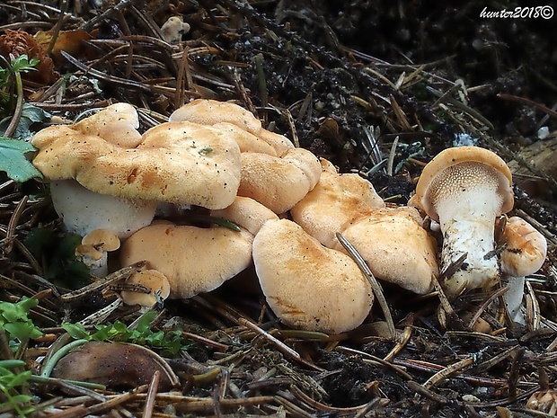 jelenka poprehýbaná Hydnum repandum L.