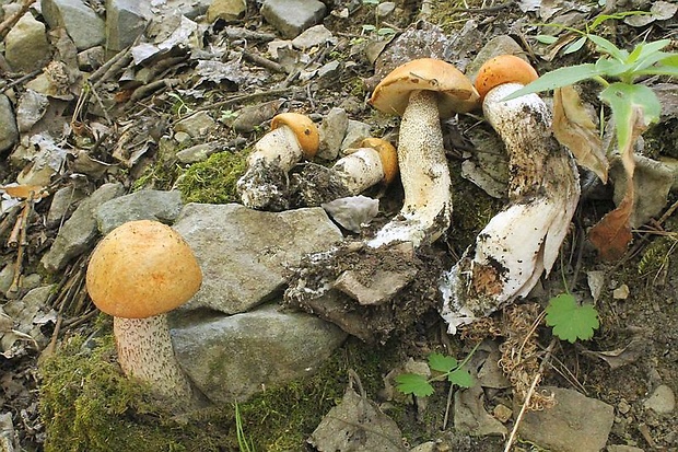 kozák osikový Leccinum albostipitatum den Bakker & Noordel.