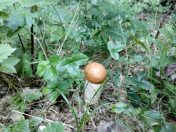 kozák osikový Leccinum albostipitatum den Bakker & Noordel.