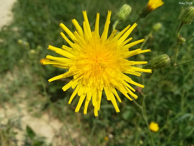 púpavec srstnatý Leontodon hispidus L.