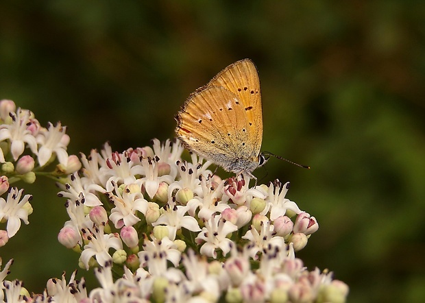 ohniváčik zlatobýľový Lycaena virgaureae