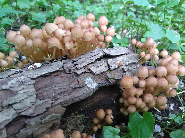 prilbička žltohlúbiková Mycena renati Quél.