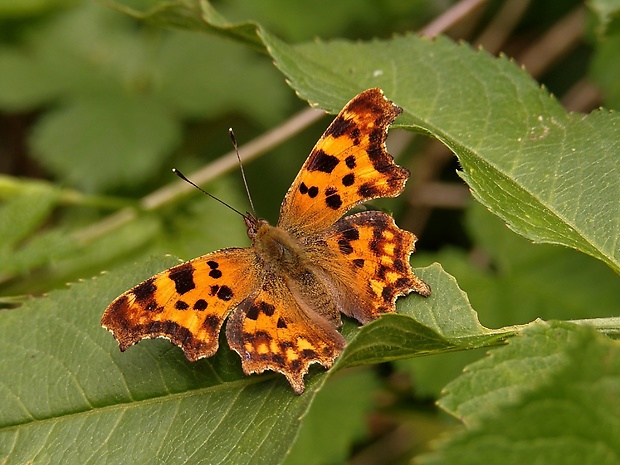 babôčka zubatokrídla Polygonia c-album