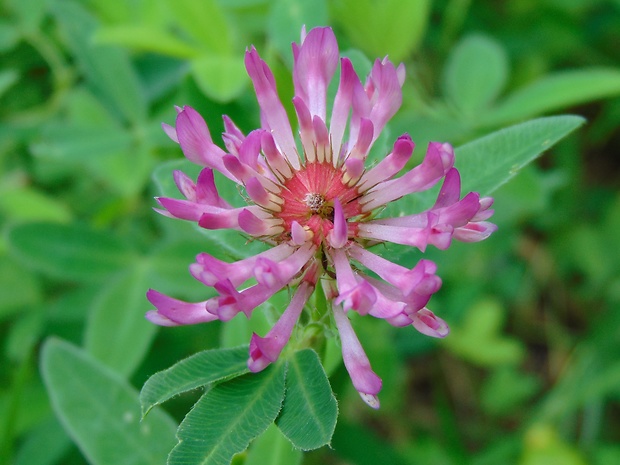 ďatelina Trifolium sp.