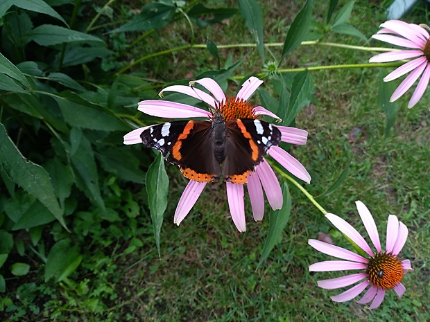 babôčka admirálska Vanessa atalanta (Linnaeus, 1758)