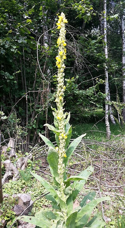 divozel Verbascum sp.